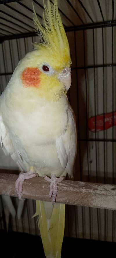 Pair of Female Cockatiels (Fully Trained) – Healthy & Active
