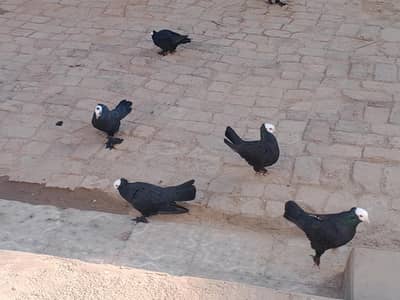 2 pairs Black Peshawari Pegions