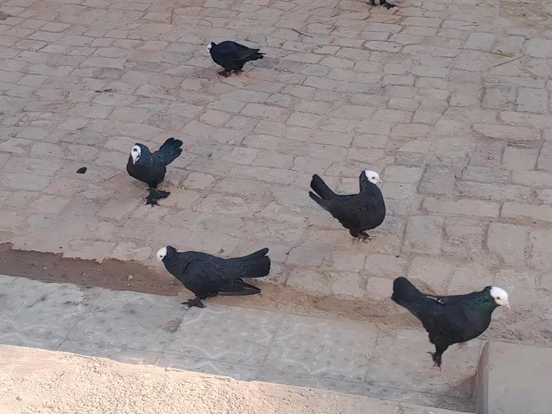2 pairs Black Peshawari Pegions