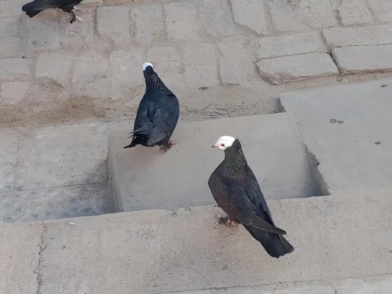 2 pairs Black Peshawari Pegions — photo 3