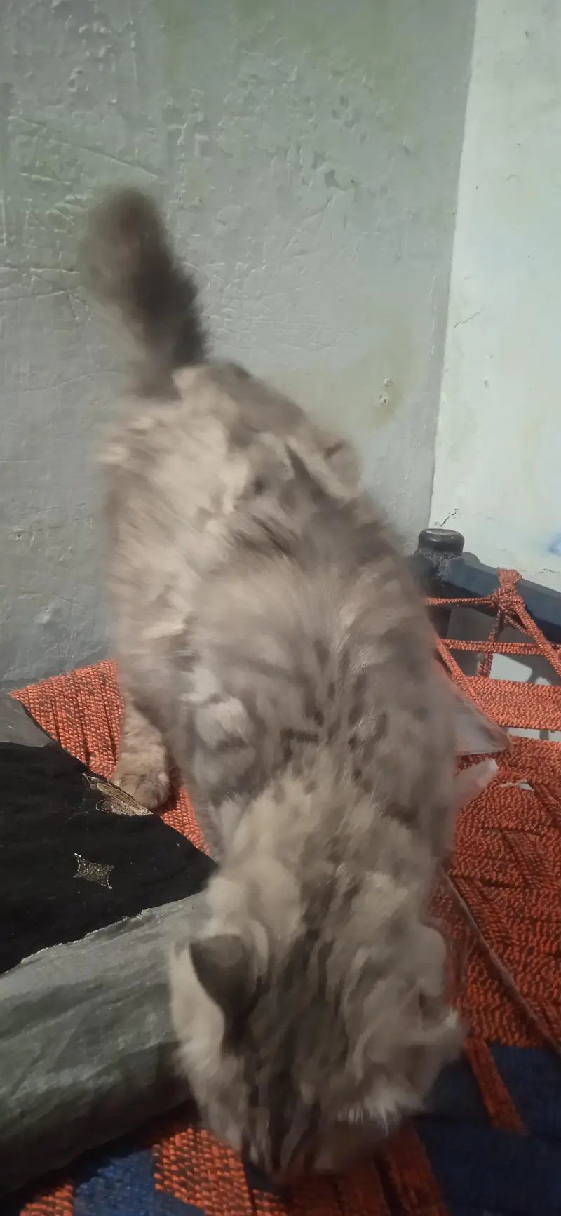 very active cat — photo 3