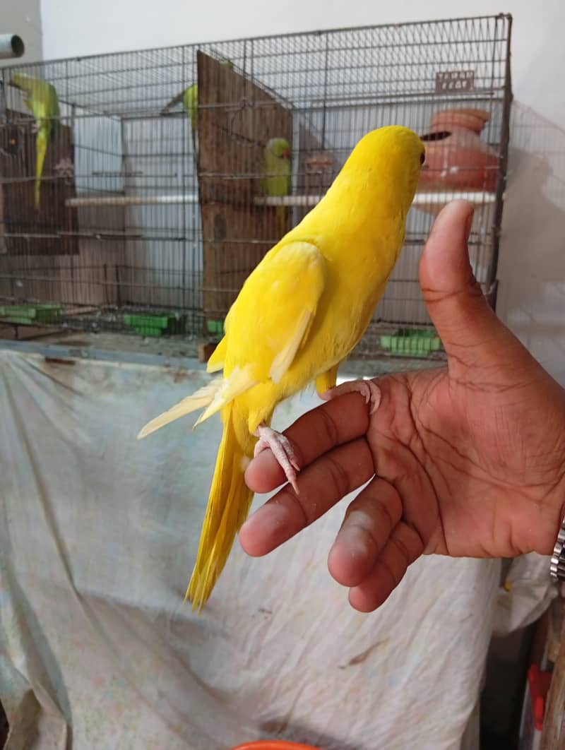 Yellow Ringneck 2