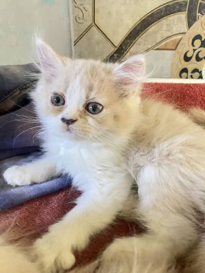 Healthy persian kitten