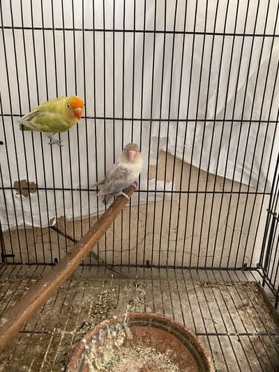 Albino split pastel eno pair