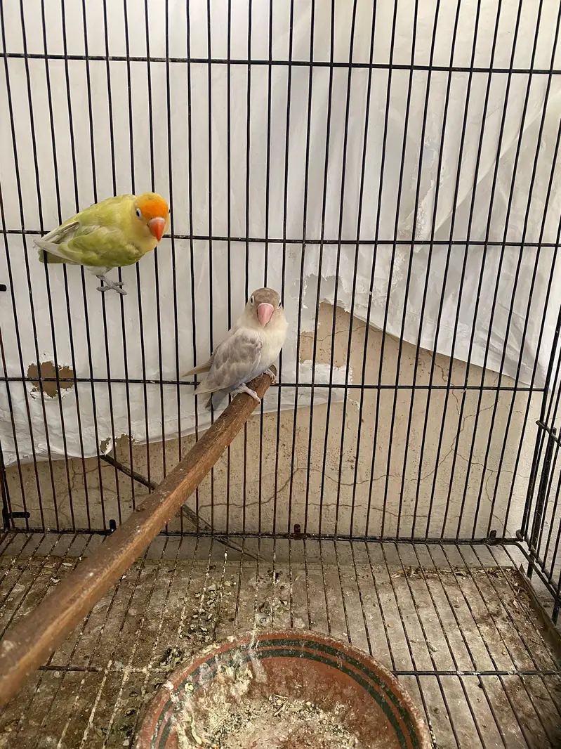 Albino split pastel eno pair