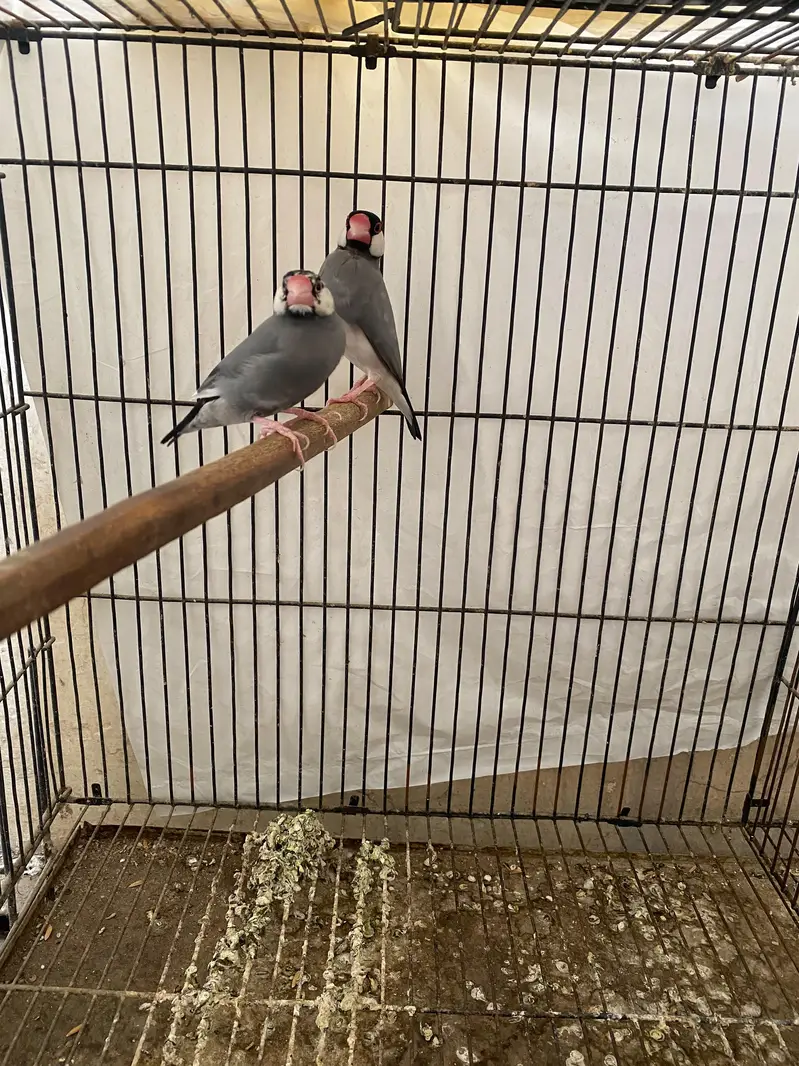 Albino split pastel eno pair — photo 4
