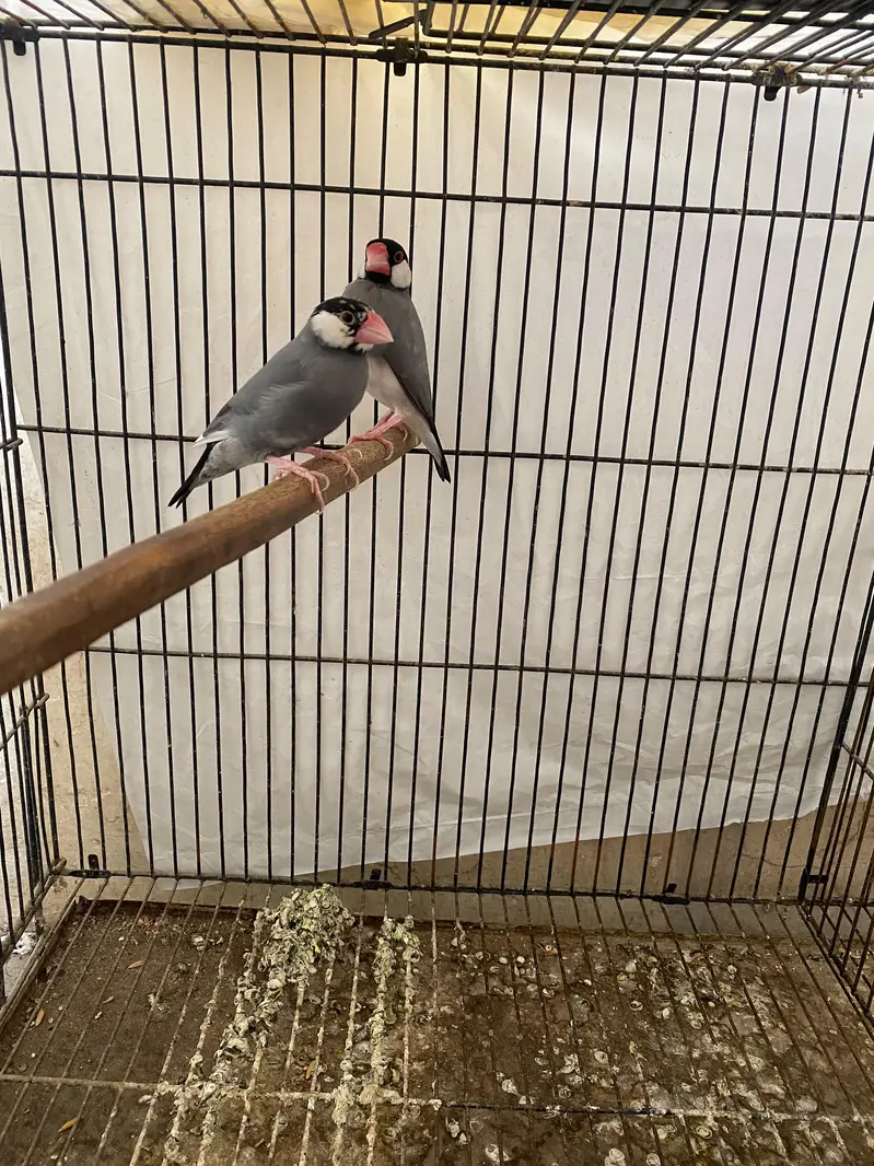 Albino split pastel eno pair — photo 5