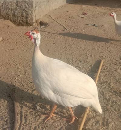 Guinea fowl white Bird Teetri