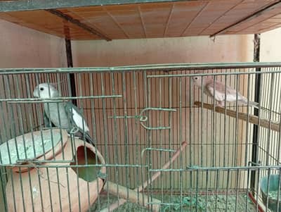 Beautiful breeding pairs