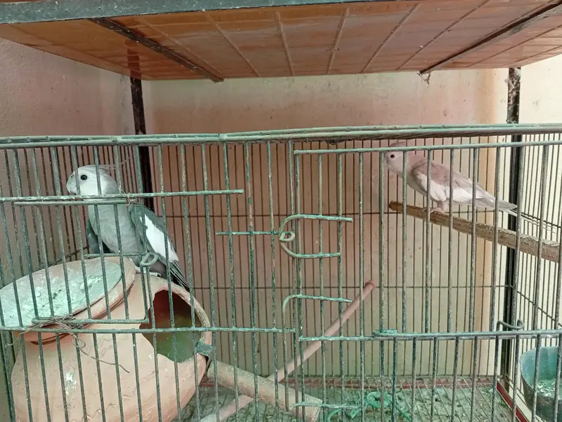 Beautiful breeding pairs