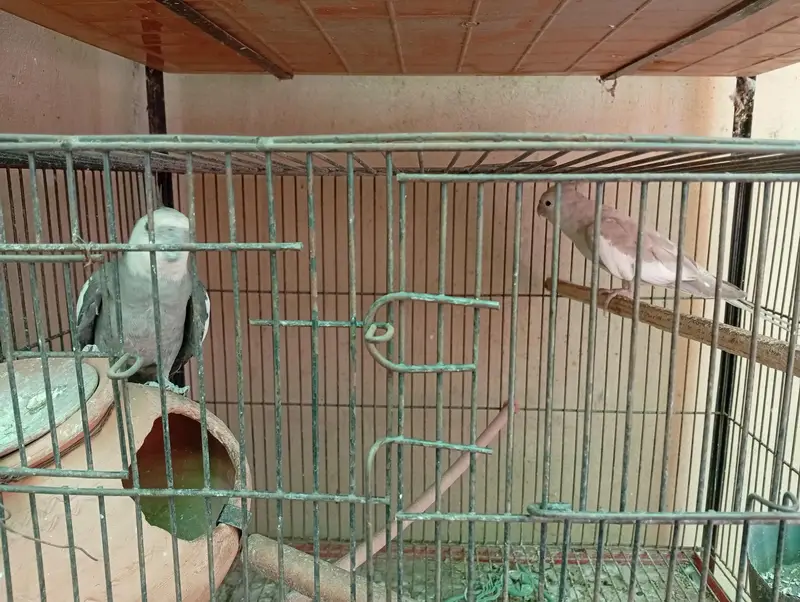 Beautiful breeding pairs — photo 2