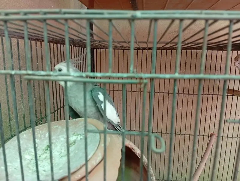 Beautiful breeding pairs — photo 3