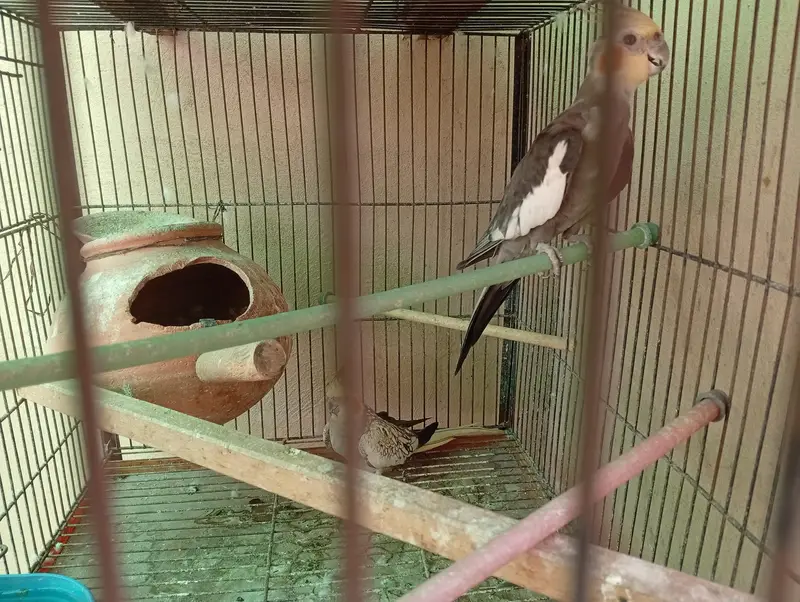 Beautiful breeding pairs — photo 5