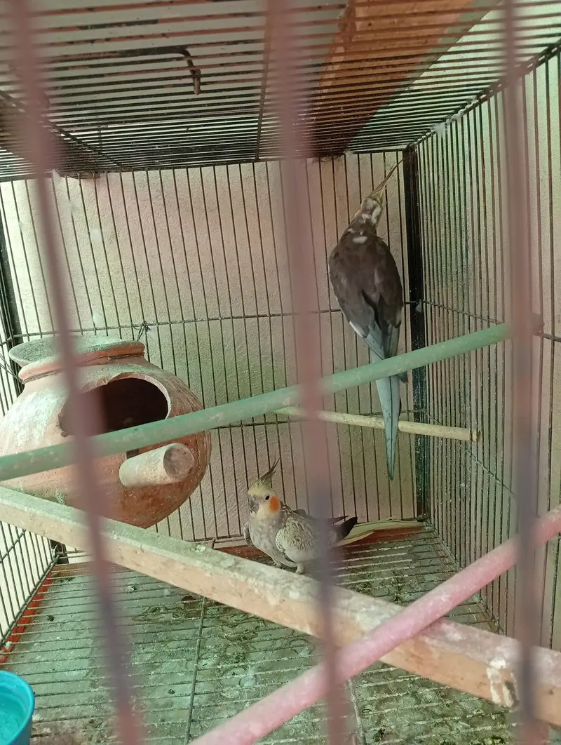 Beautiful breeding pairs — photo 6
