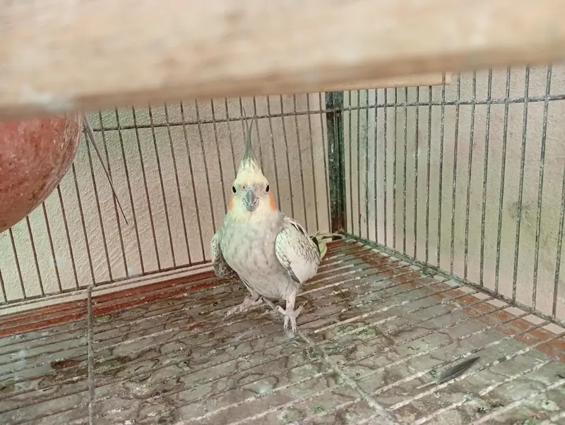 Beautiful breeding pairs — photo 7