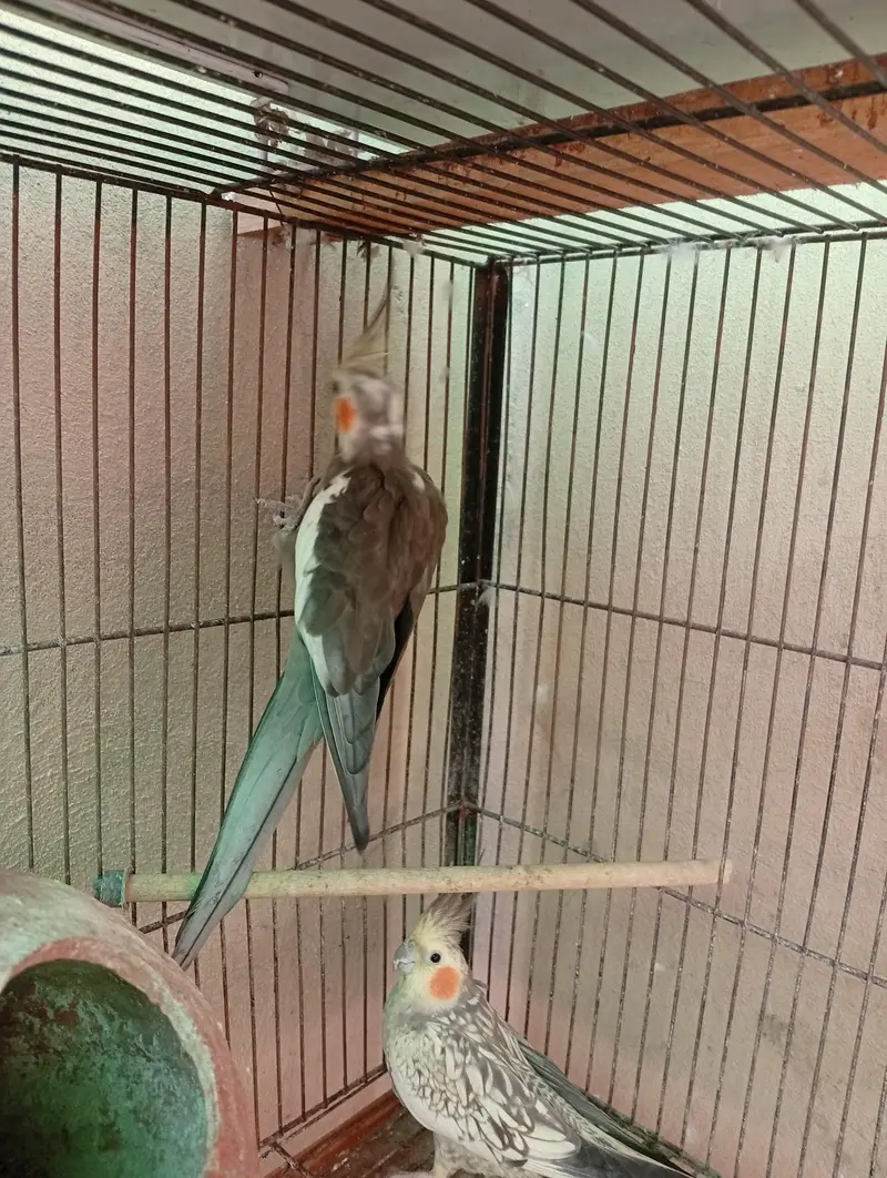 Beautiful breeding pairs — photo 8