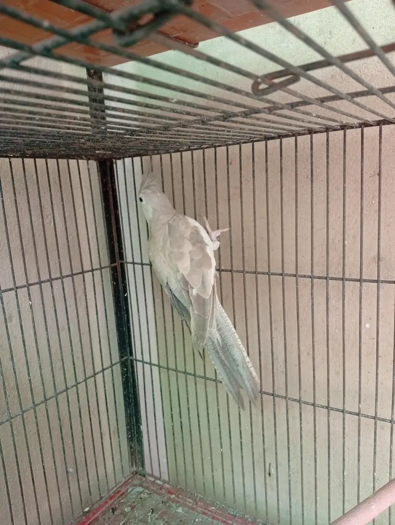 Beautiful breeding pairs — photo 9