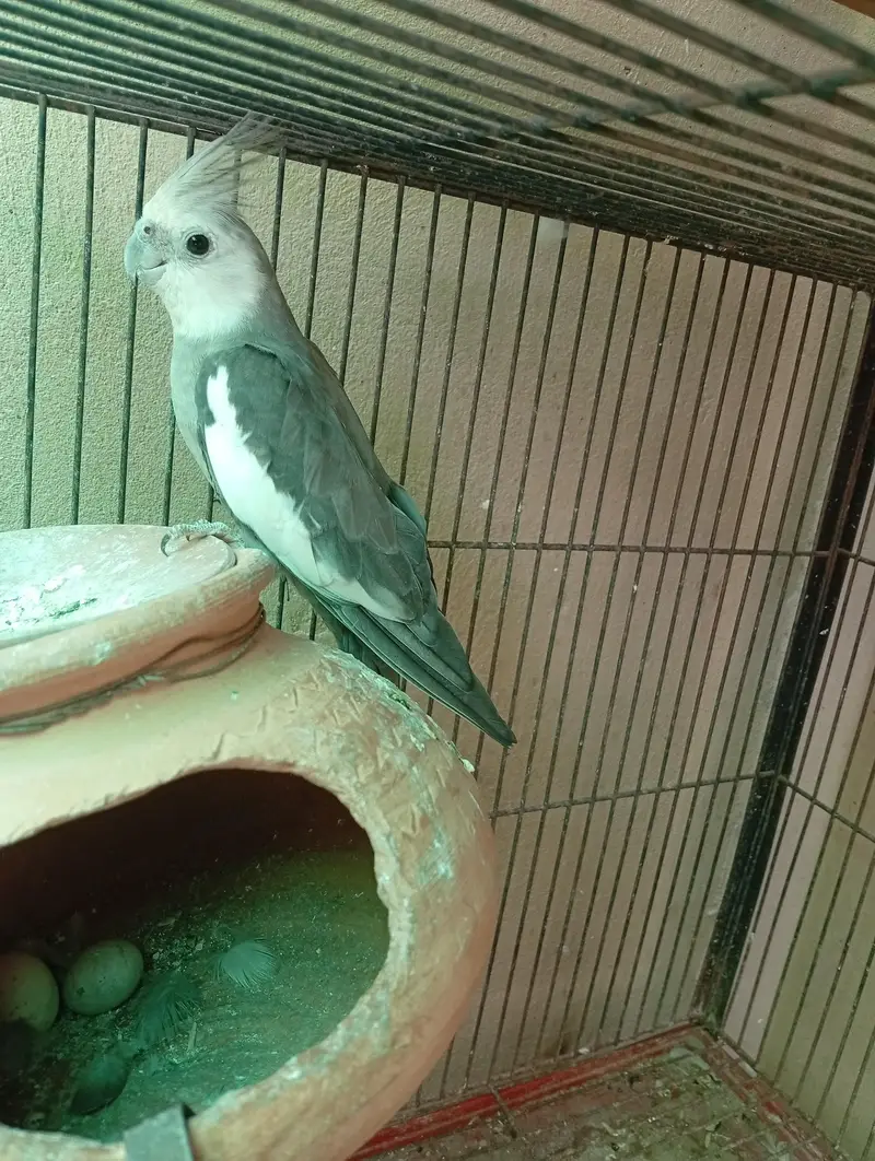 Beautiful breeding pairs — photo 10