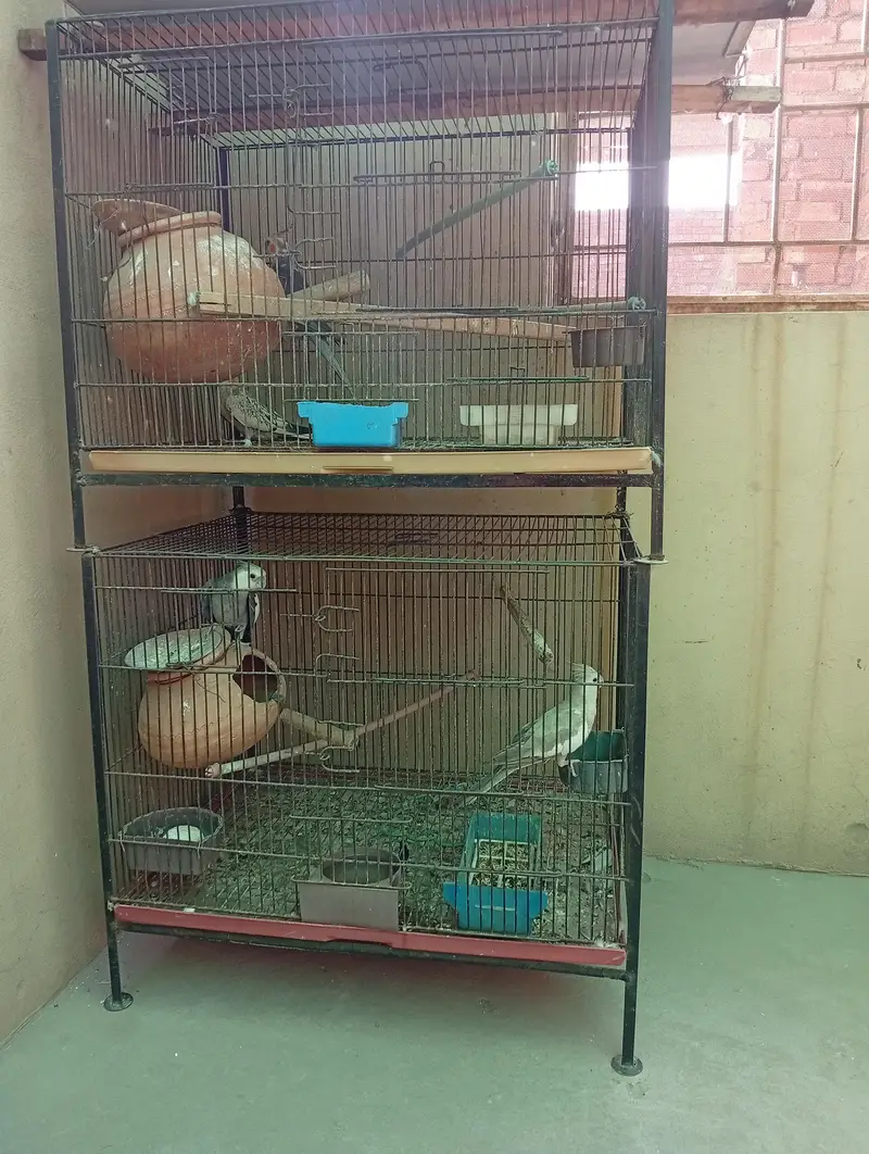 Beautiful breeding pairs — photo 11