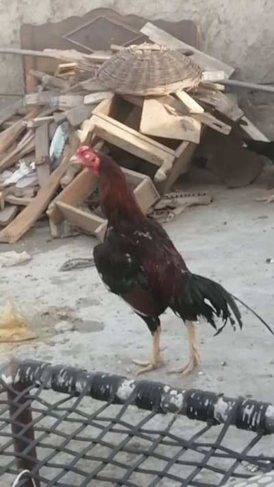 Aseel Mugra high quality aseel breed breeder male
