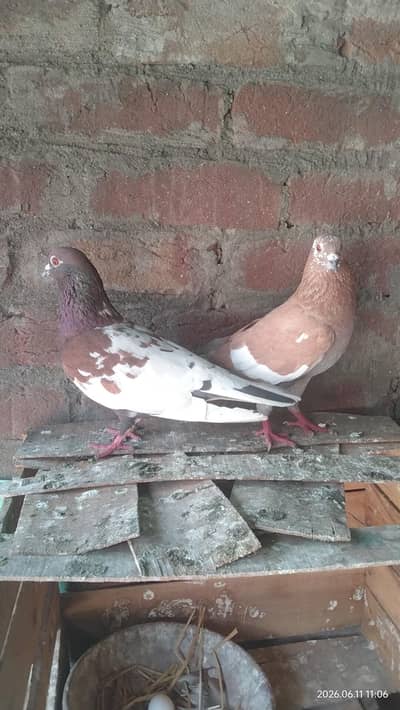 pair for sale