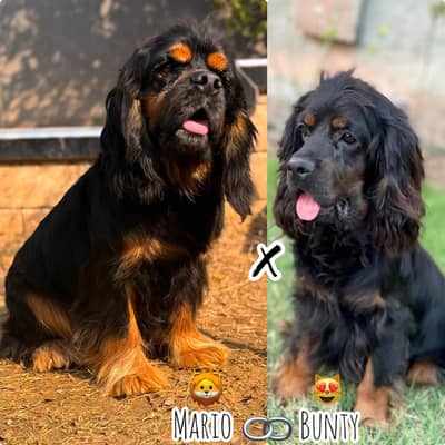 Top Quality Cocker Spanial Puppies