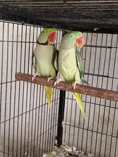 raw pair for sale urgent sale Karna h paiso ke zarorat h