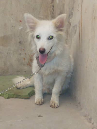Russian dog male