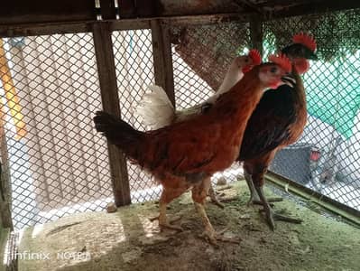 Desi Murgi for sale Golden Misri male female Hen