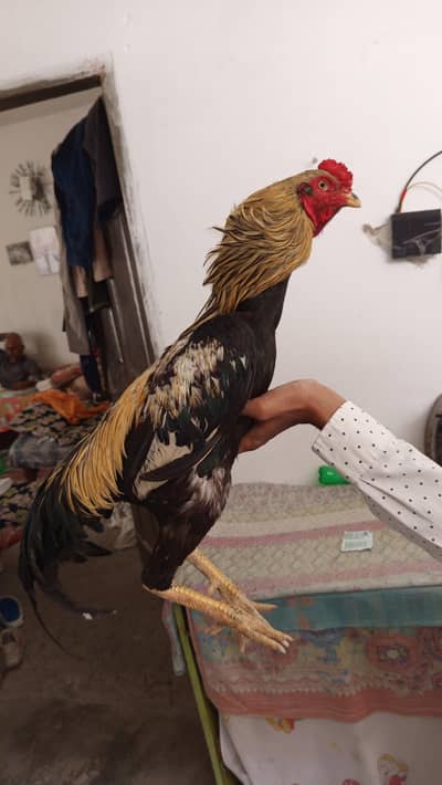 Aseel hens