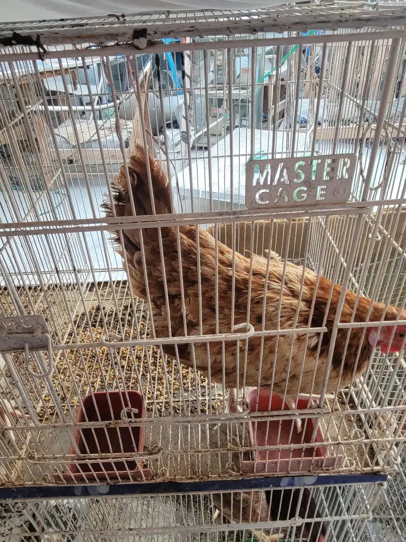 dasi murgiya murgy — photo 3