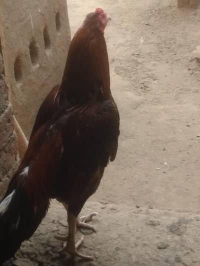 Aseeel high quality murga 6000 or maadi 3000 urgent sale