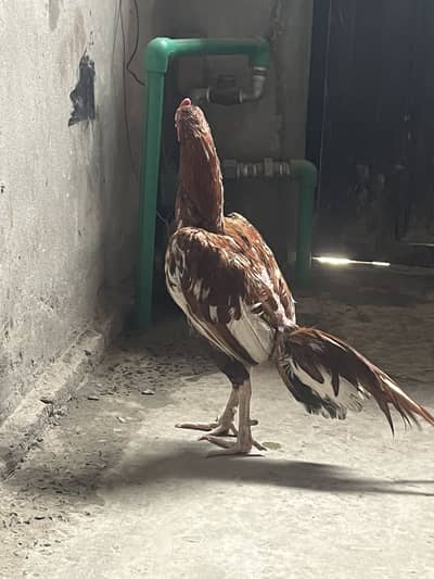 Aseel male 3 female 1