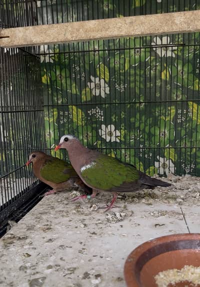 emerald dove to pair ala quality bht achay good breed pair