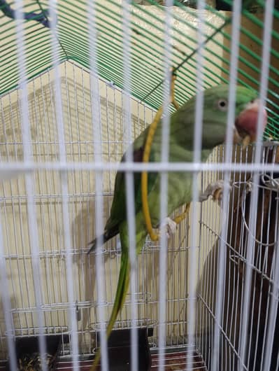 Raw parrot sale  urgent