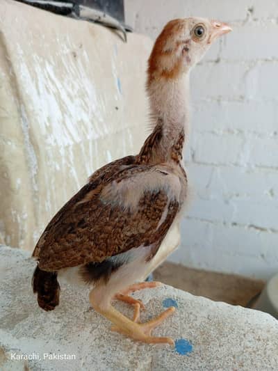 Aseels Chicks