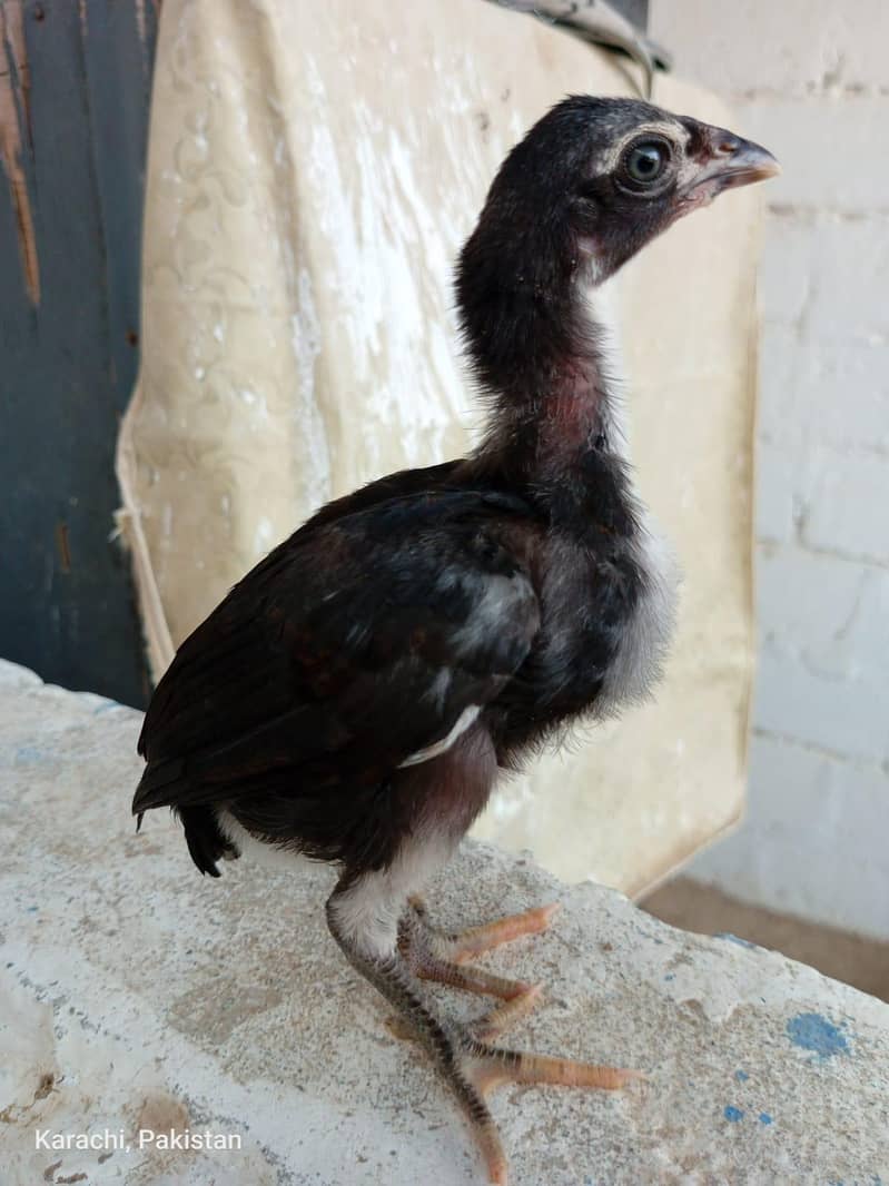 Aseels Chicks 1