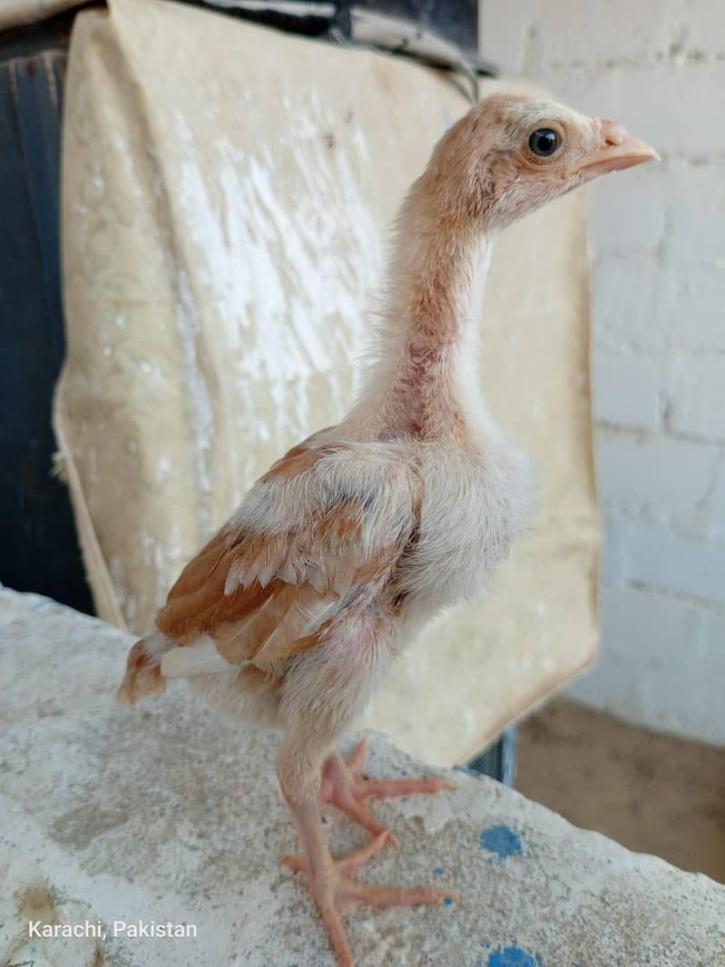 Aseels Chicks 2
