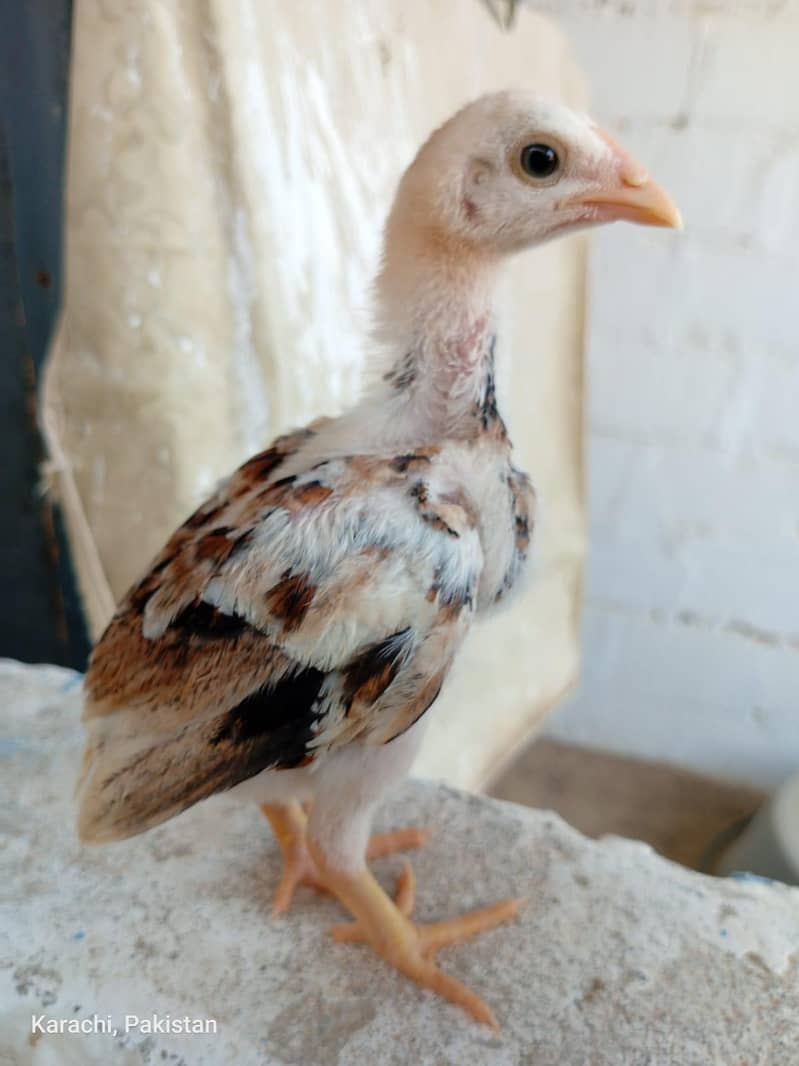 Aseels Chicks 4