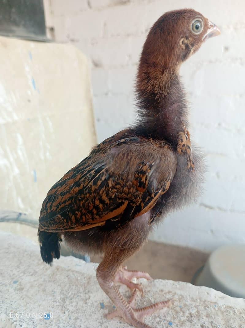 Aseels Chicks 5