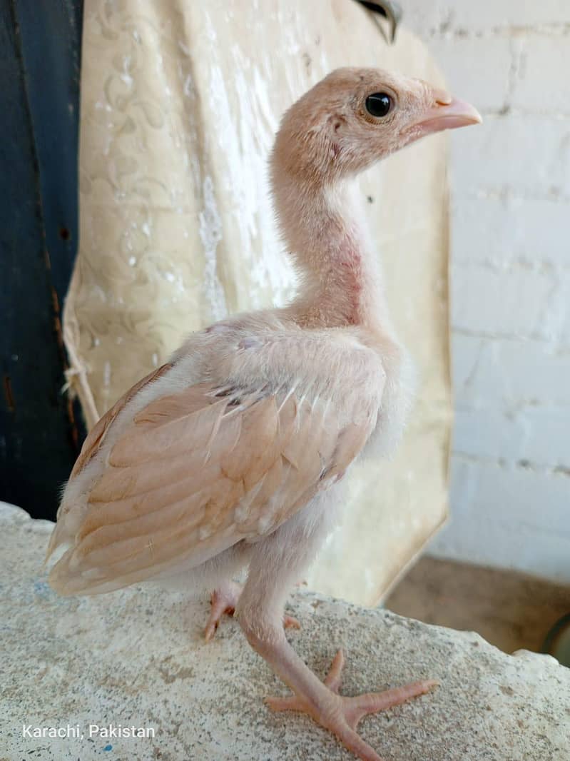Aseels Chicks 9