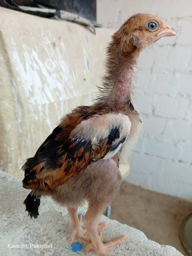 Aseels Chicks 10