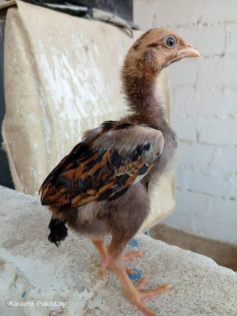 Aseels Chicks 14