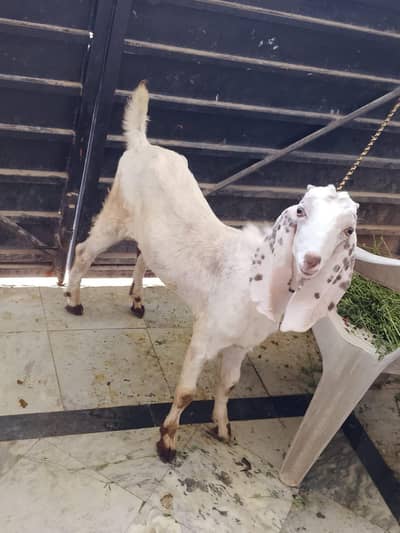 Bakra for sale my watsapp nambar 03258582651