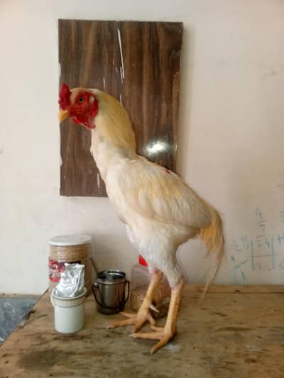 BEST BREEDER ASEEP MURGA FOR SELL CONTACT NO. 03180039211