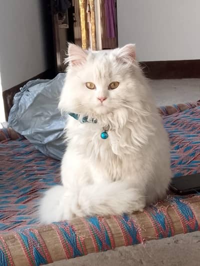 persian female white cat for urgent sale 100% okk friendly cat
