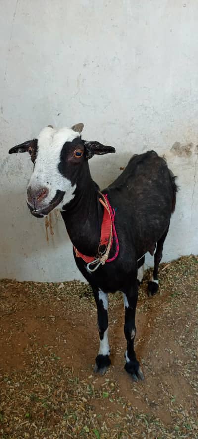 Tedi Bakri Goat