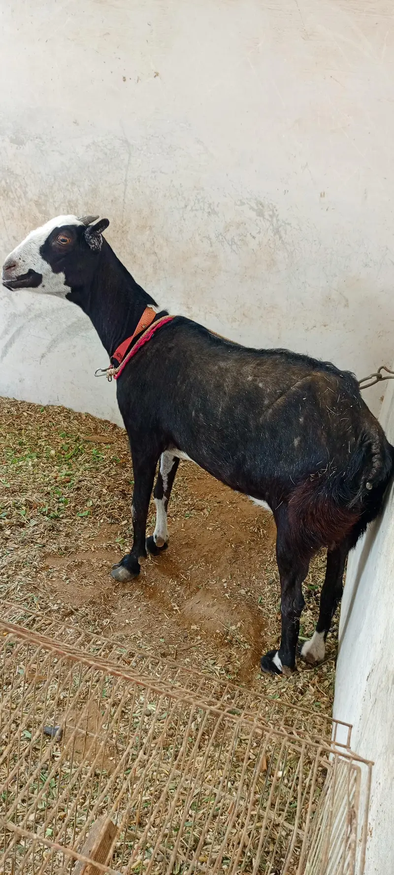 Tedi Bakri Goat — photo 2