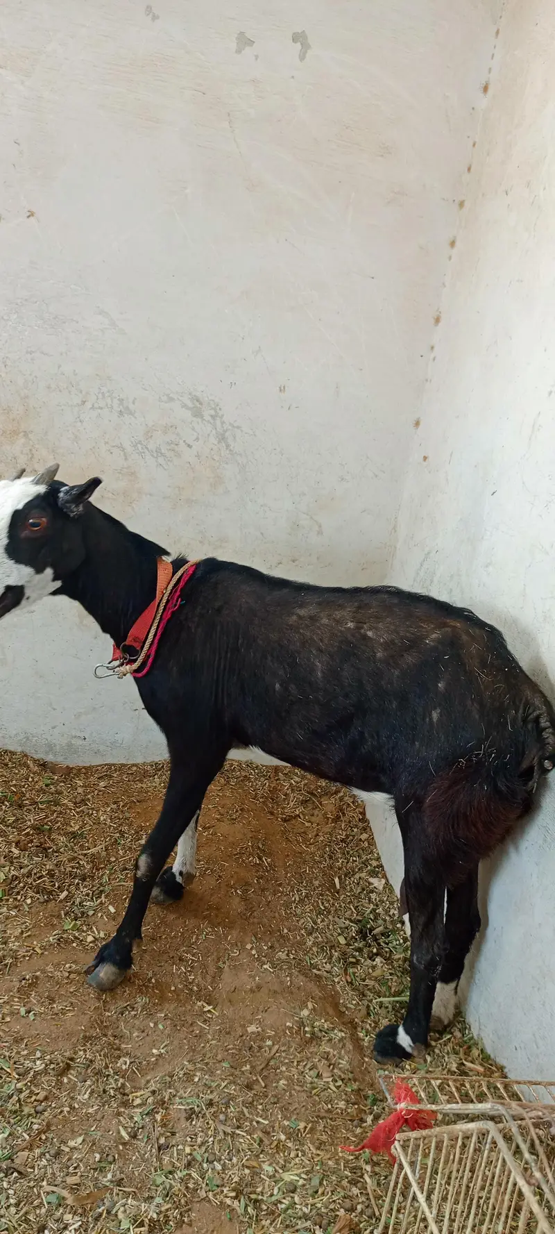 Tedi Bakri Goat — photo 3