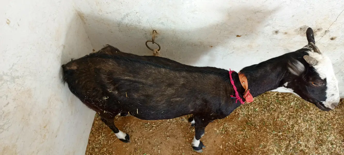 Tedi Bakri Goat — photo 4